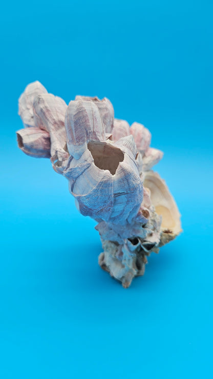 Barnacle Bloom with Scallop Display – Natural Coastal Home Decor Specimen