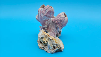 Barnacle Bloom with Scallop Display – Small Coastal Decor Specimen