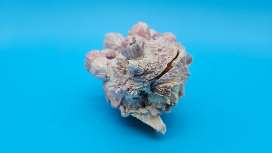 Barnacle with Jewel Box Shell Display – Premium Coastal Home Decor Specimen 5x4x2.5