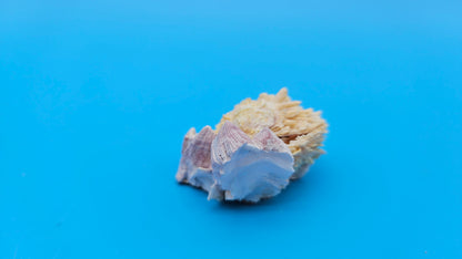 Barnacle with Jewel Box Shell Display – Premium Coastal Decor Specimen 2x1.8x1