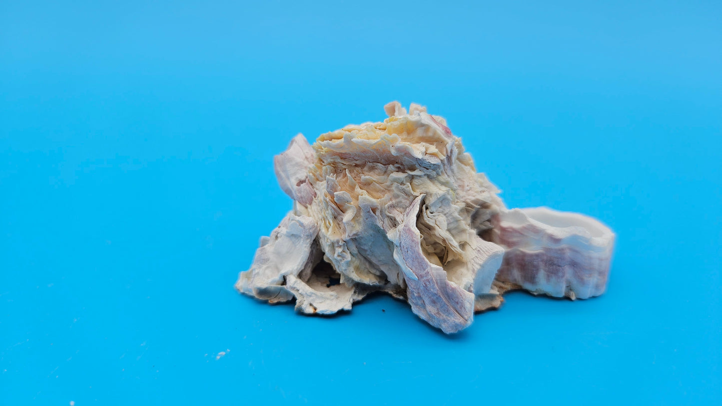 Barnacle with Jewel Box Shell Display – Premium Coastal Decor Specimen 3x2x1.5