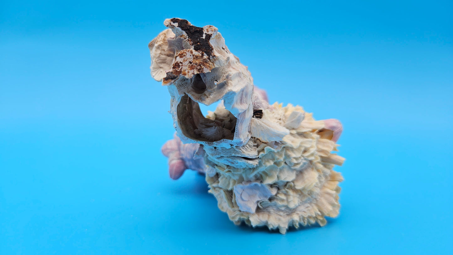 Barnacle with Jewel Box Shell Display – Premium Coastal Decor Specimen 5x3x3.5
