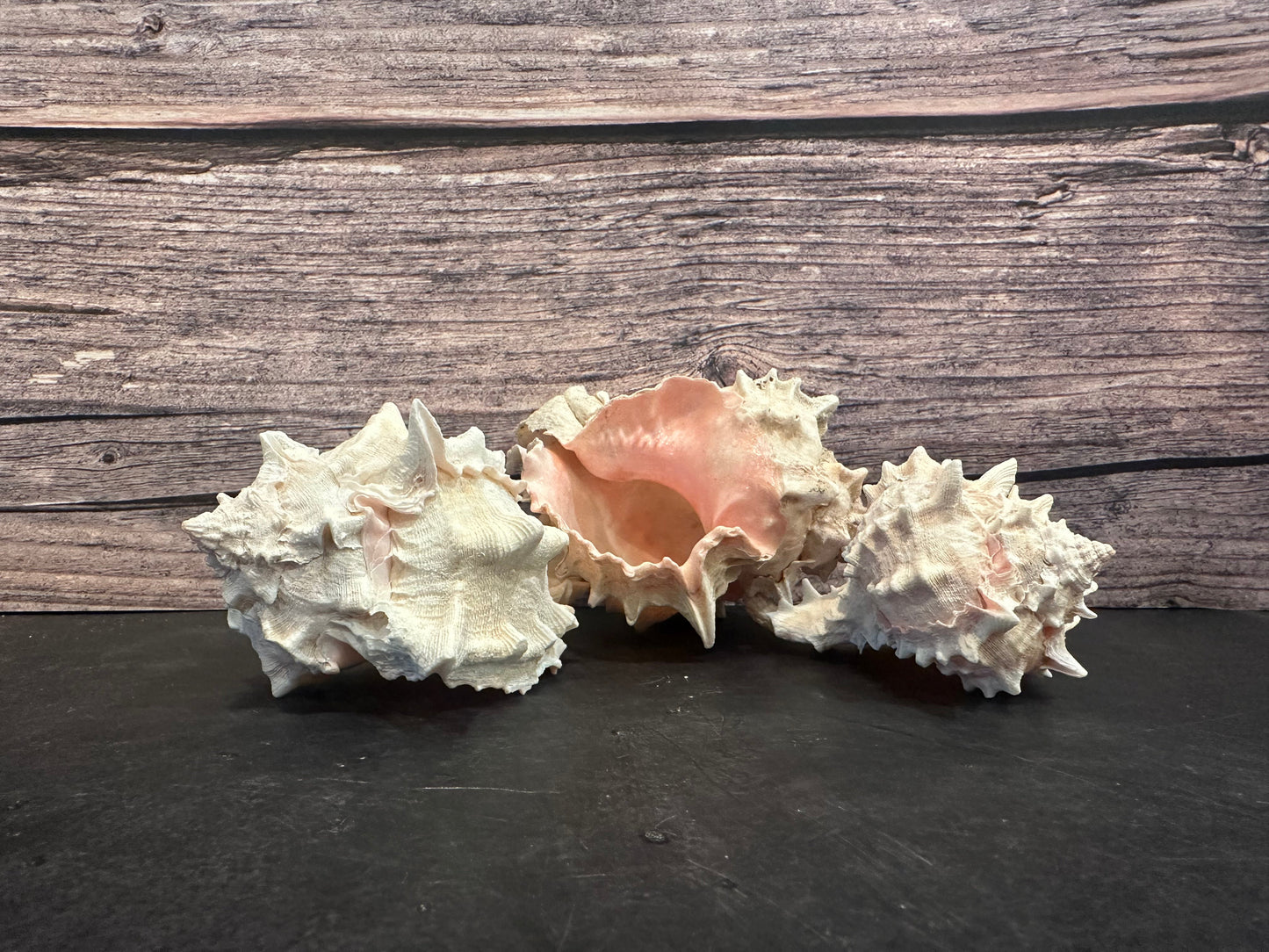 Pink Mouth Murex Shells 3-4” (Phyllonotus erythrostomus)
