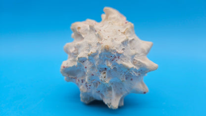 Freak Double Lip Pink Murex – Chicoreus palmarosae 4.4"