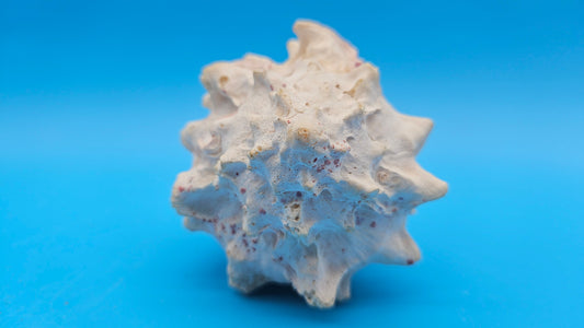 Freak Double Lip Pink Murex – Chicoreus palmarosae 4.4"