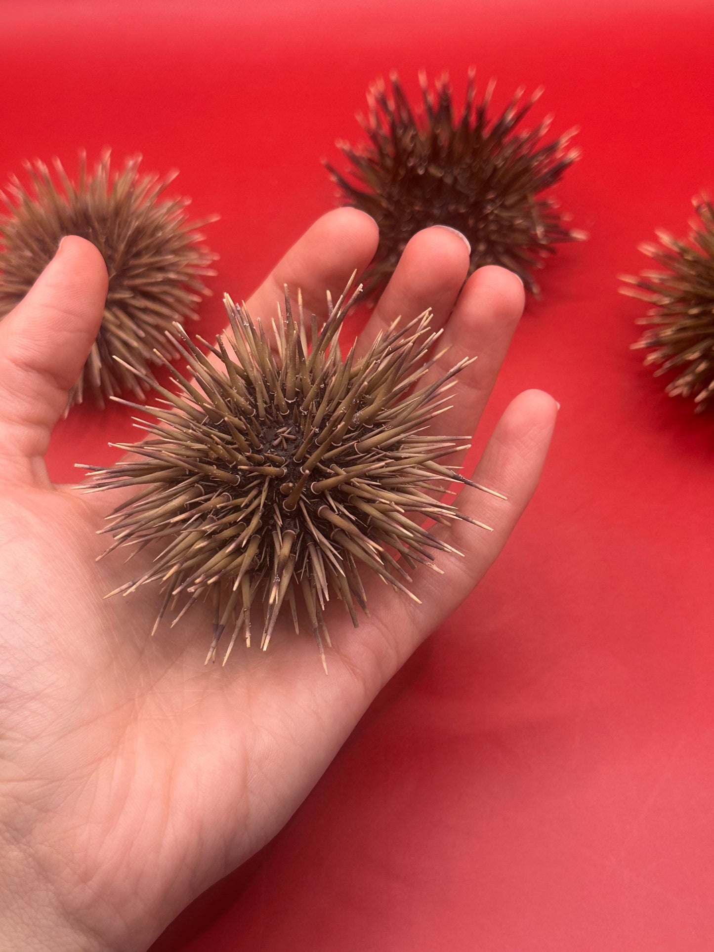 Pink Urchin with Spines 3"+ – Echinometra mathaei