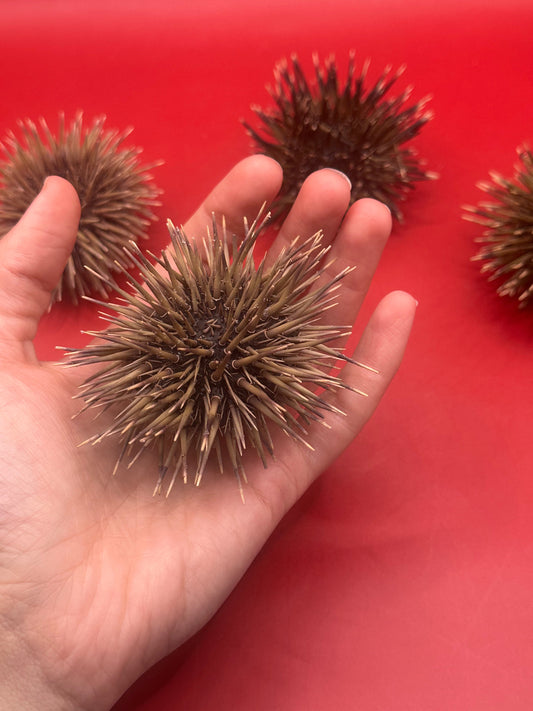 Pink Urchin with Spines 3"+ – Echinometra mathaei
