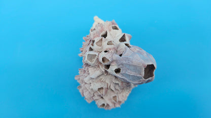 Barnacle with Jewel Box Display – Small Coastal Decor Specimen