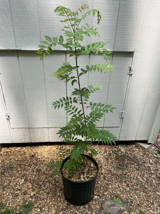 Chinese Pistache ( Pistacia chinensis )