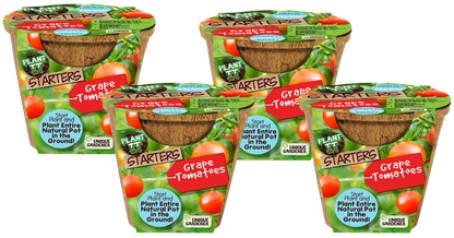 Grape Tomatoes Plant-It-Starters - Multipack of 4