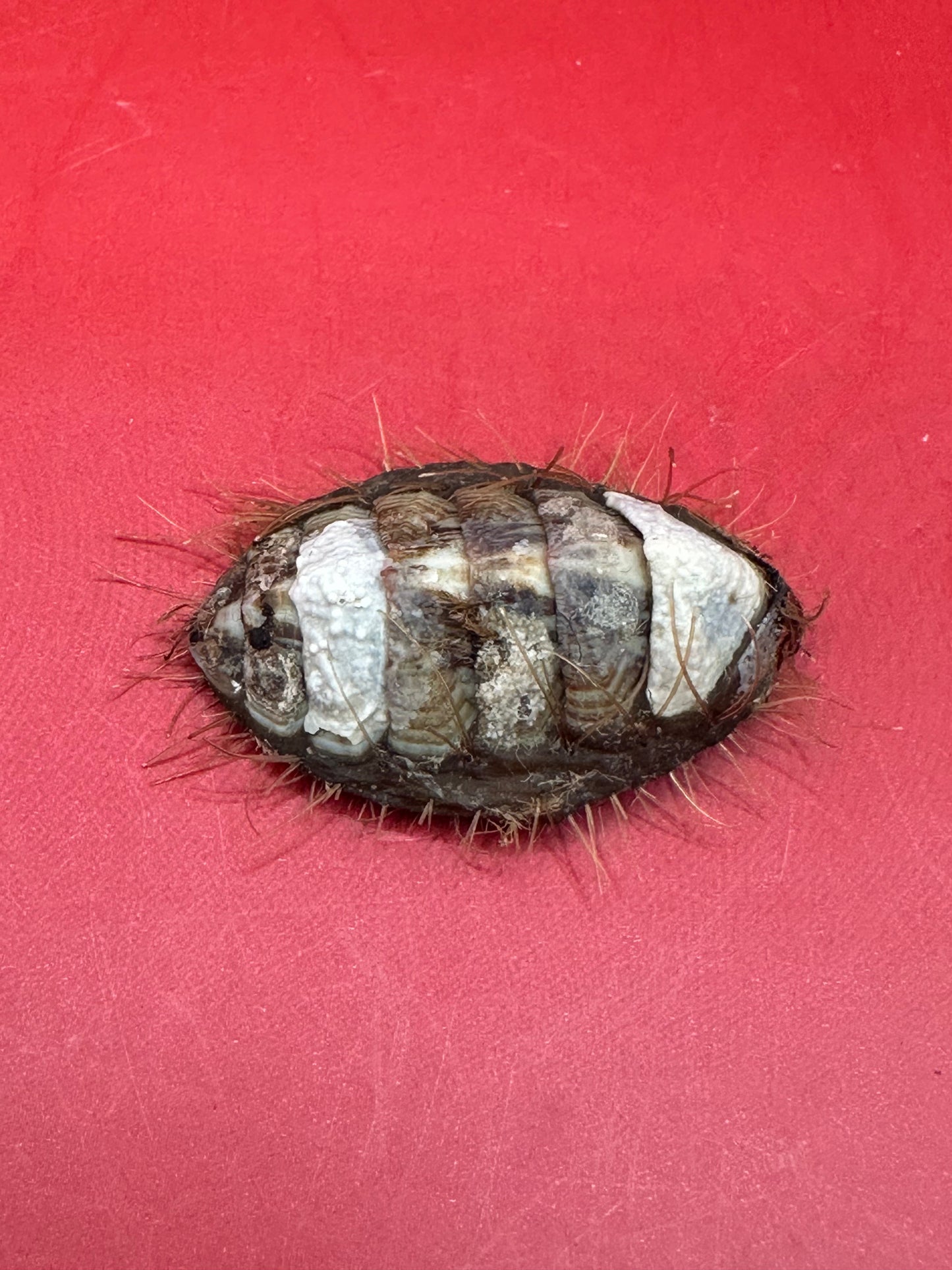 Small Plaxiphora aurata Chiton Display Shell – Documented Specimen from Argentina