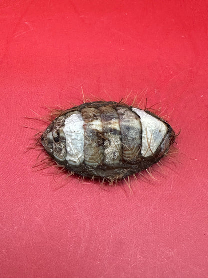 Small Plaxiphora aurata Chiton Display Shell – Documented Specimen from Argentina