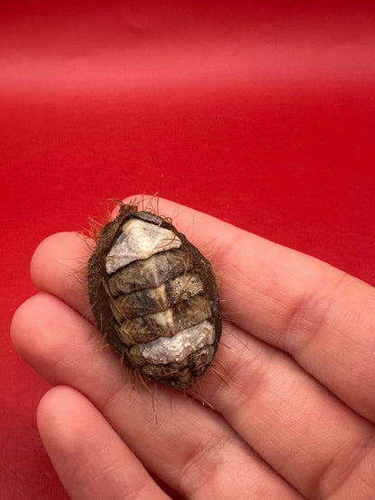 Small Plaxiphora aurata Chiton Display Shell – Documented Specimen from Argentina