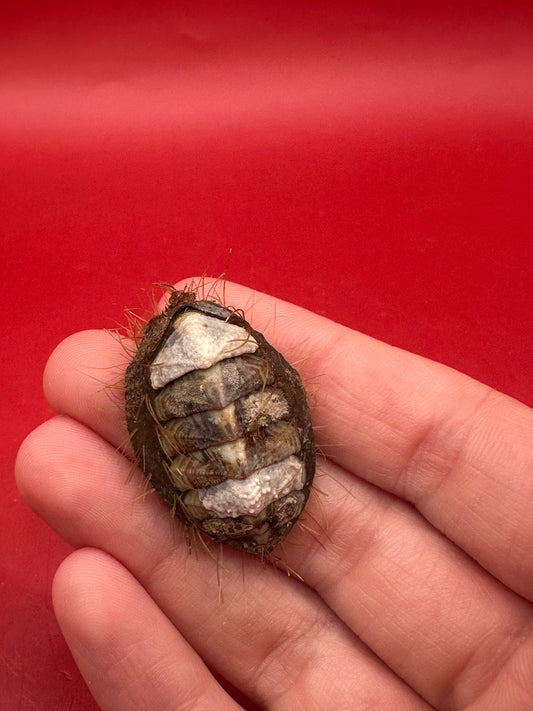 Small Plaxiphora aurata Chiton Display Shell – Documented Specimen from Argentina