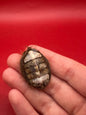 Small Plaxiphora aurata Chiton Display Shell – Documented Specimen from Argentina