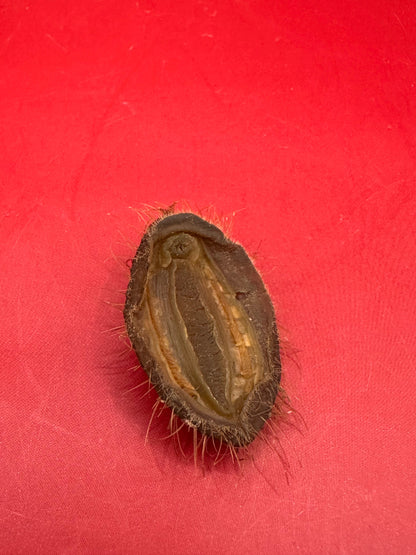 Small Plaxiphora aurata Chiton Display Shell – Documented Specimen from Argentina