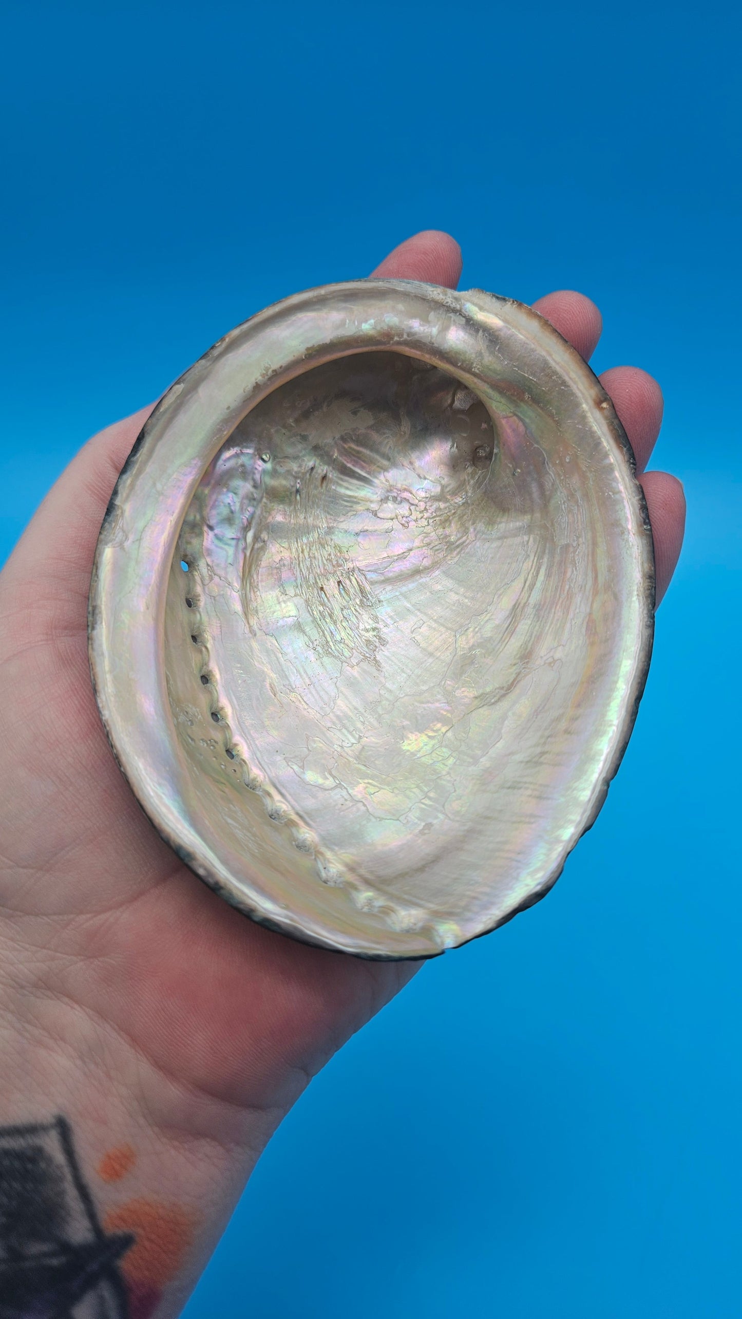 Black Abalone Shell Display – Haliotis cracherodii 4.3"