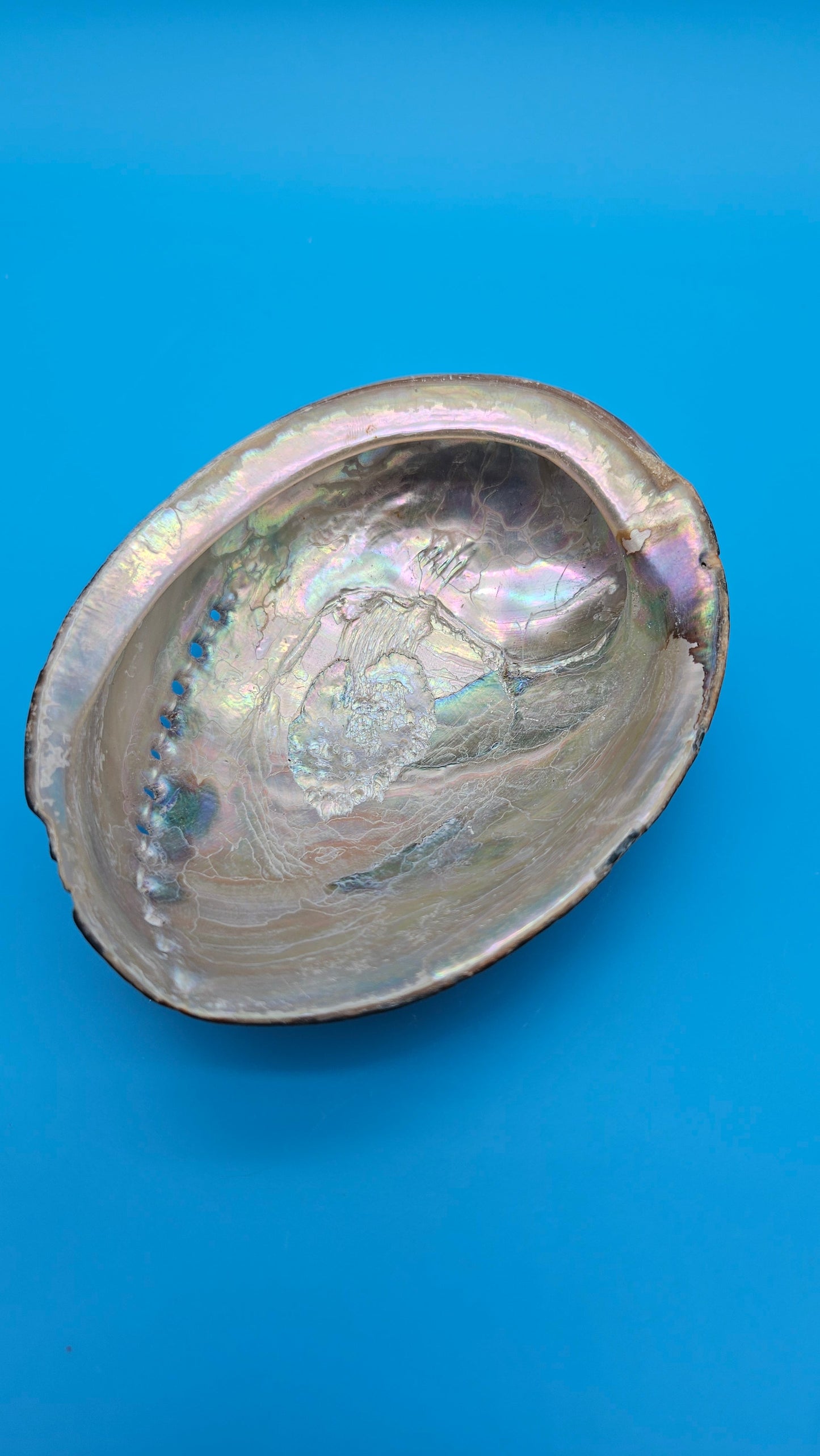 Black Abalone Shell Display – Haliotis cracherodii 4.6"