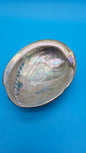 Black Abalone Shell Display – Haliotis cracherodii 4.6"