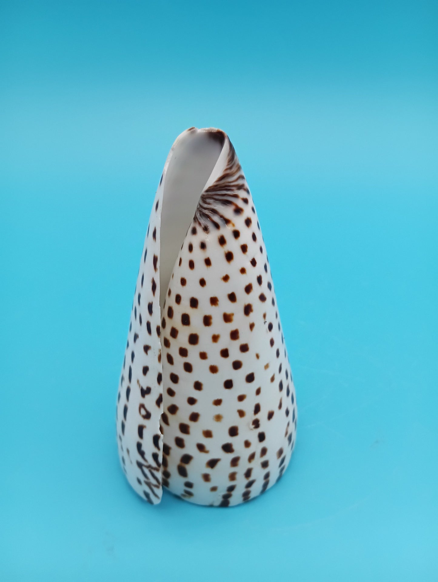 4" Polished Alphabet Cone Shell – Display Shell Coastal Decor