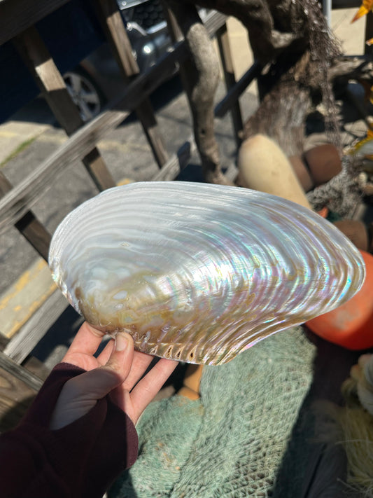 Polished Asian Golden Clam Half 10–11" – Pilsbryoconcha exilis Coastal Display