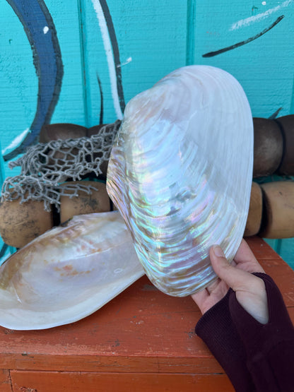 Polished Asian Golden Clam Half 10–11" – Pilsbryoconcha exilis Coastal Display