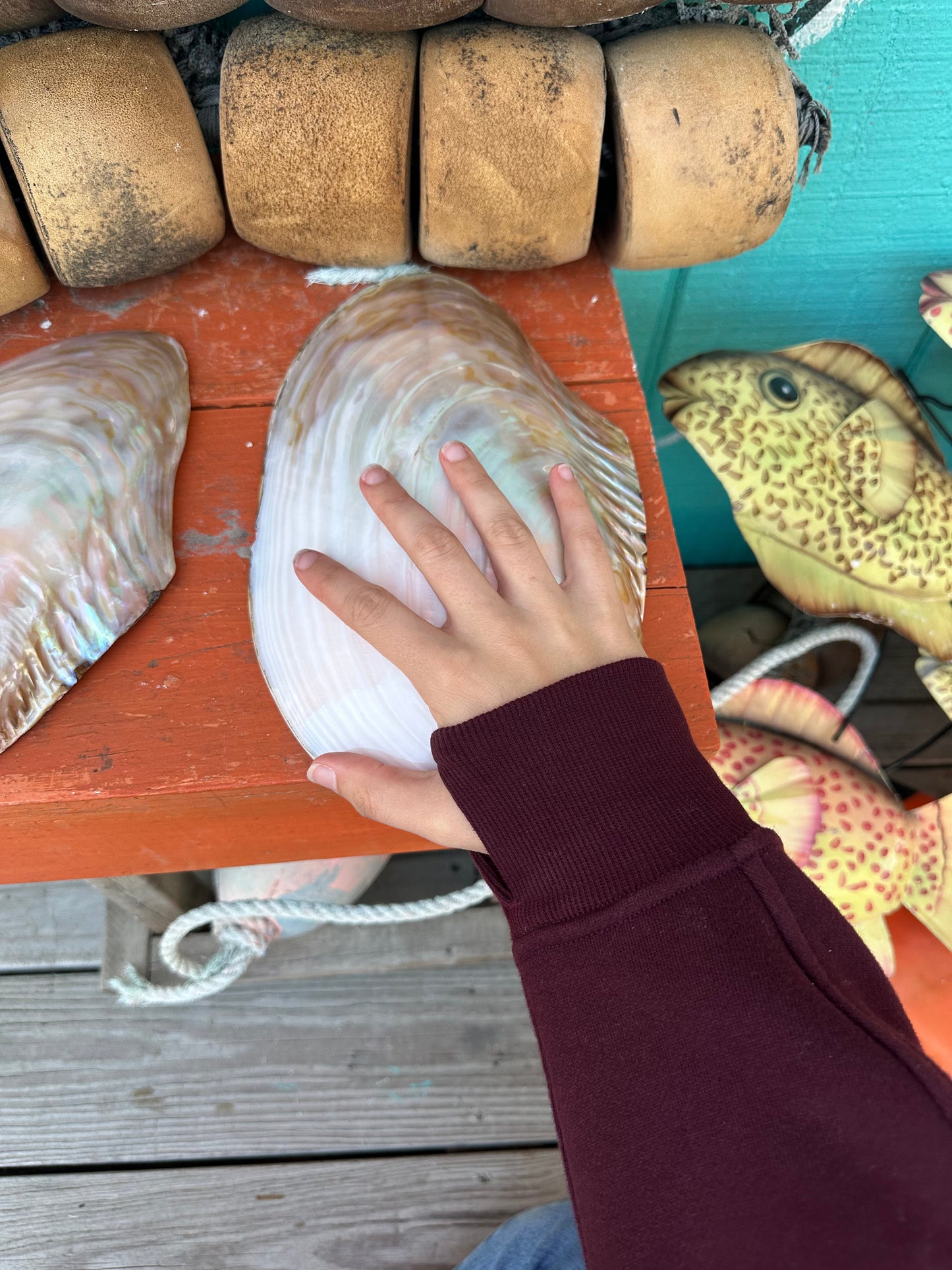 Polished Asian Golden Clam Half 10–11" – Pilsbryoconcha exilis Coastal Display