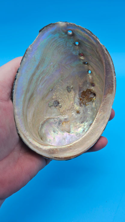 Black Abalone Shell Display – Haliotis cracherodii 4.5