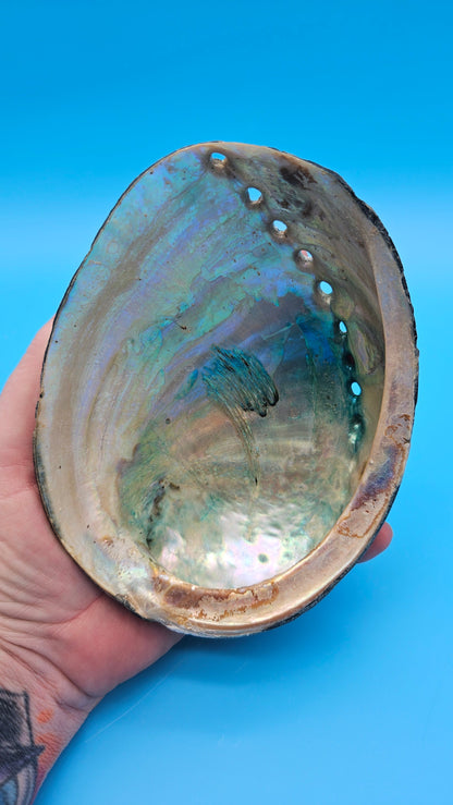 Black Abalone Shell Display – Haliotis cracherodii 5.5"