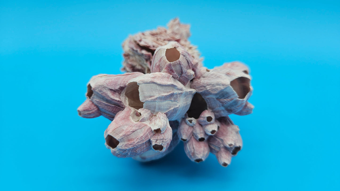 Barnacle with Jewel Box Shell Display – Premium Coastal Home Decor Specimen 5x4x2.5