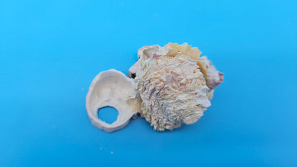 Barnacle with Jewel Box Shell Display – Premium Coastal Decor Specimen 3x2x1.5