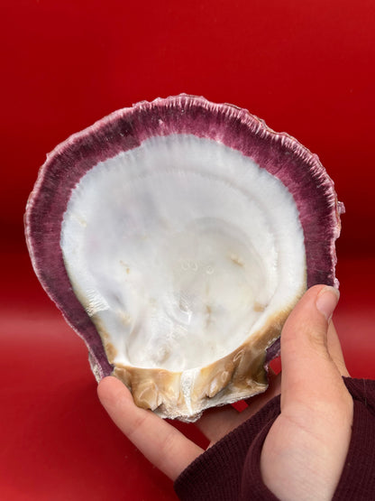 Purple Rock Scallop Shell 5" Display – Coastal Decor Spondylus limbatus
