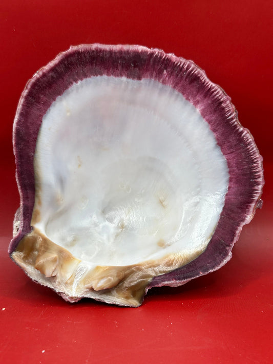 Purple Rock Scallop Shell 5" Display – Coastal Decor Spondylus limbatus