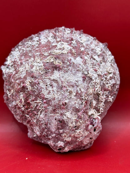 Purple Rock Scallop Shell 5" Display – Coastal Decor Spondylus limbatus