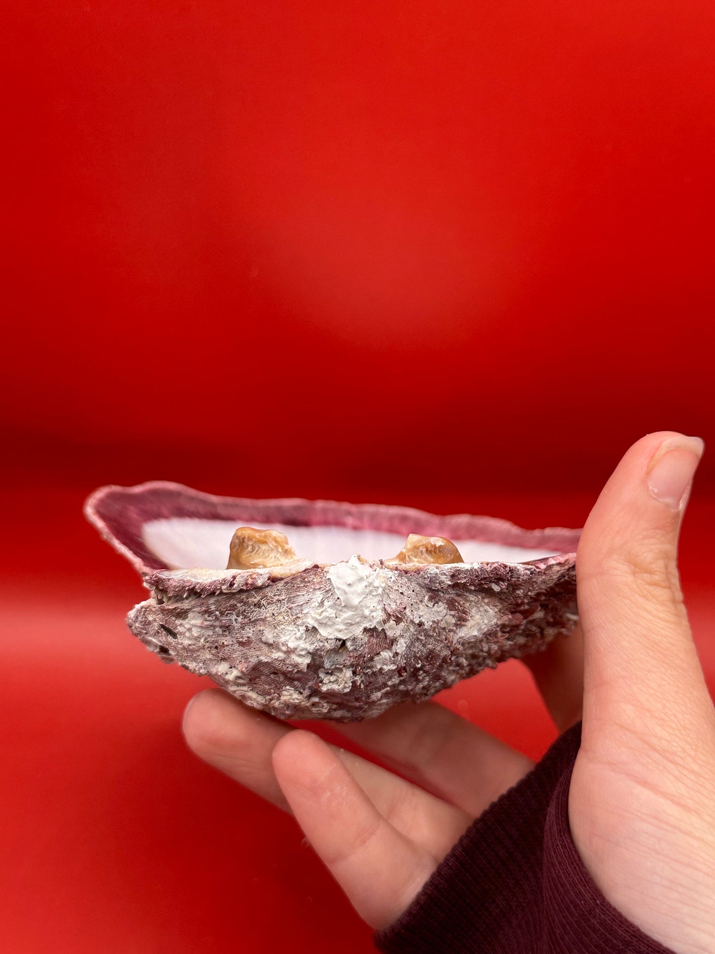 Purple Rock Scallop Shell 5" Display – Coastal Decor Spondylus limbatus