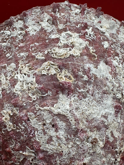 Purple Rock Scallop Shell 5" Display – Coastal Decor Spondylus limbatus