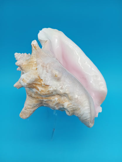 6.6" Pierced Queen Conch Display Shell –  Strombus gigas