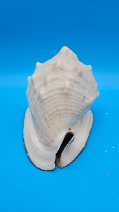 Large Queen Helmet Shell Cassis madagascariensis  – 7.1"