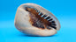 Large Queen Helmet Shell Cassis madagascariensis  – 7.1"
