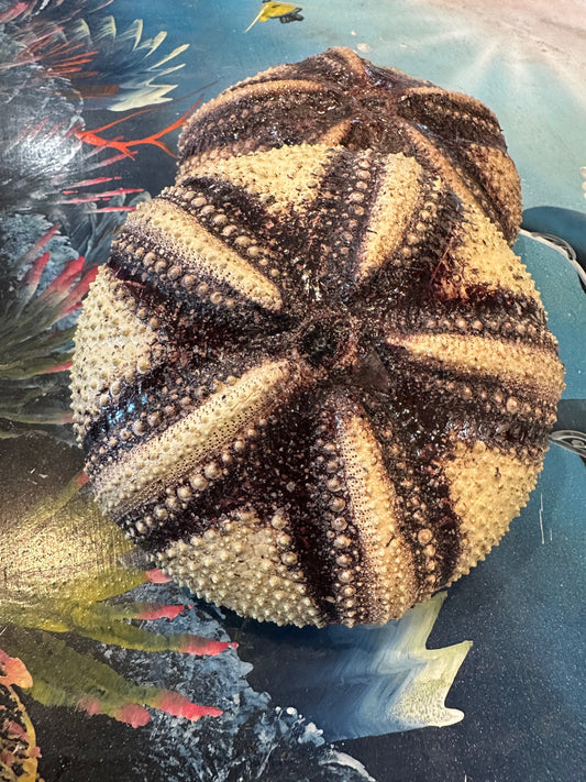 Radiata Sea Urchin Shell – Astropyga radiata