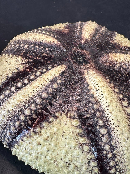 Radiata Sea Urchin Shell – Astropyga radiata