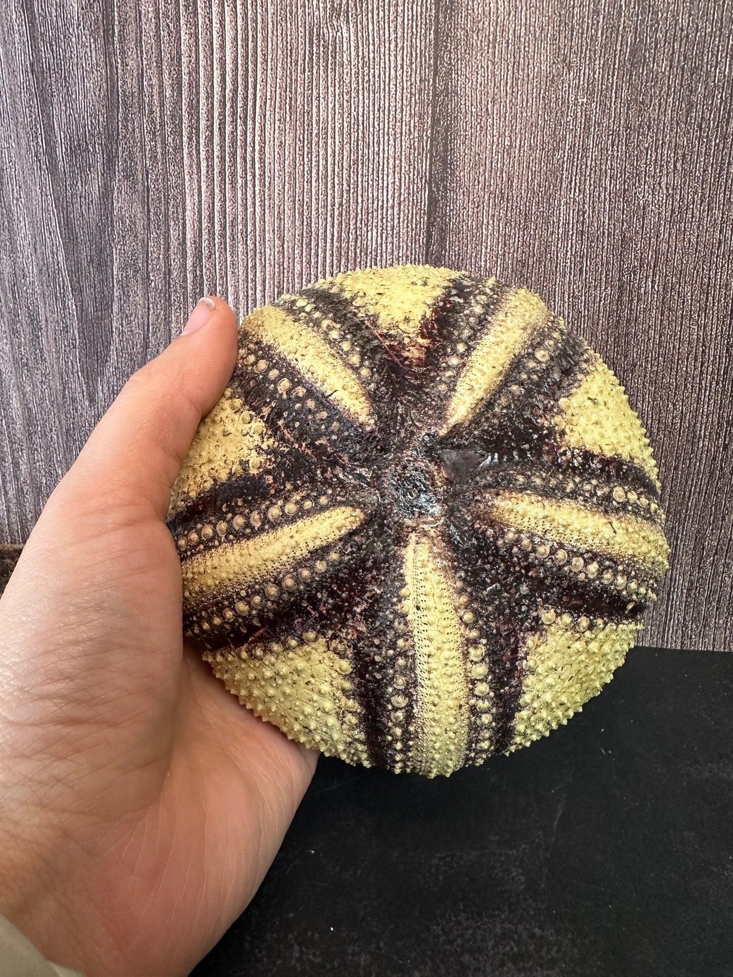 Radiata Sea Urchin Shell – Astropyga radiata