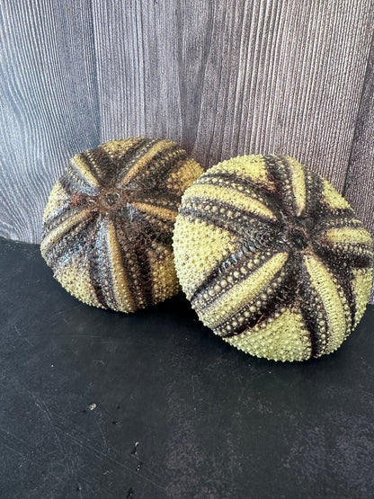 Radiata Sea Urchin Shell – Astropyga radiata