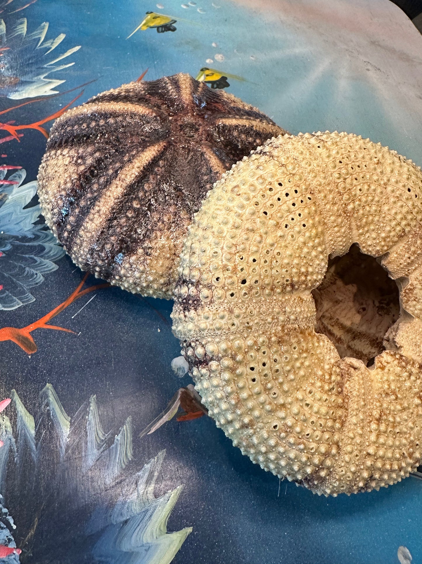 Radiata Sea Urchin Shell – Astropyga radiata