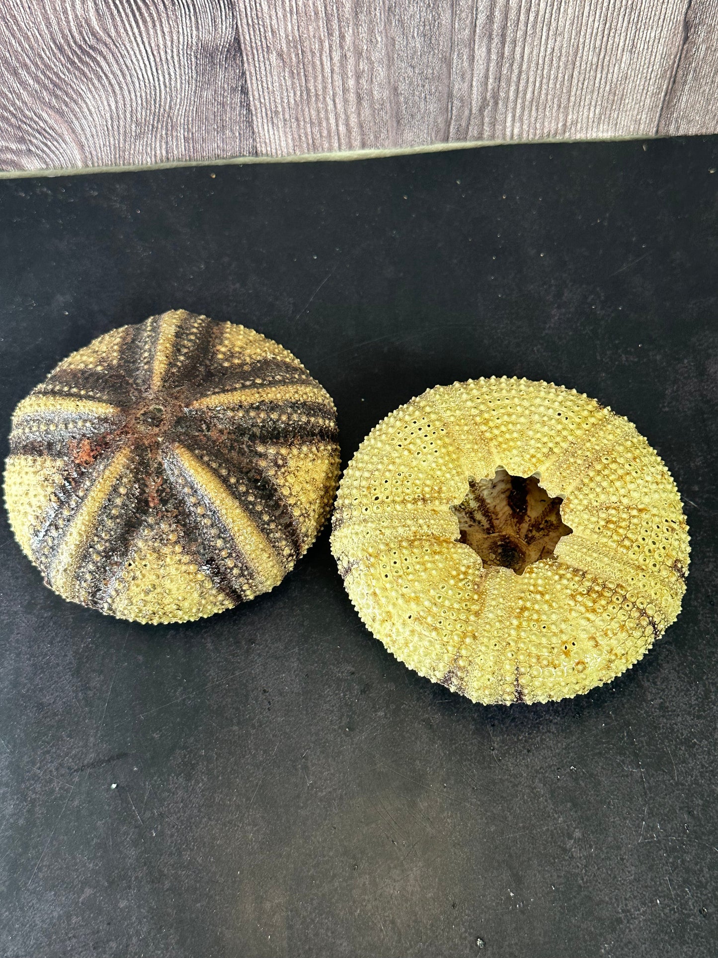Radiata Sea Urchin Shell – Astropyga radiata