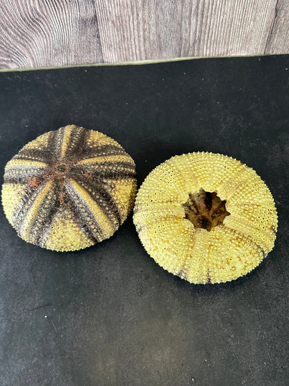Radiata Sea Urchin Shell – Astropyga radiata