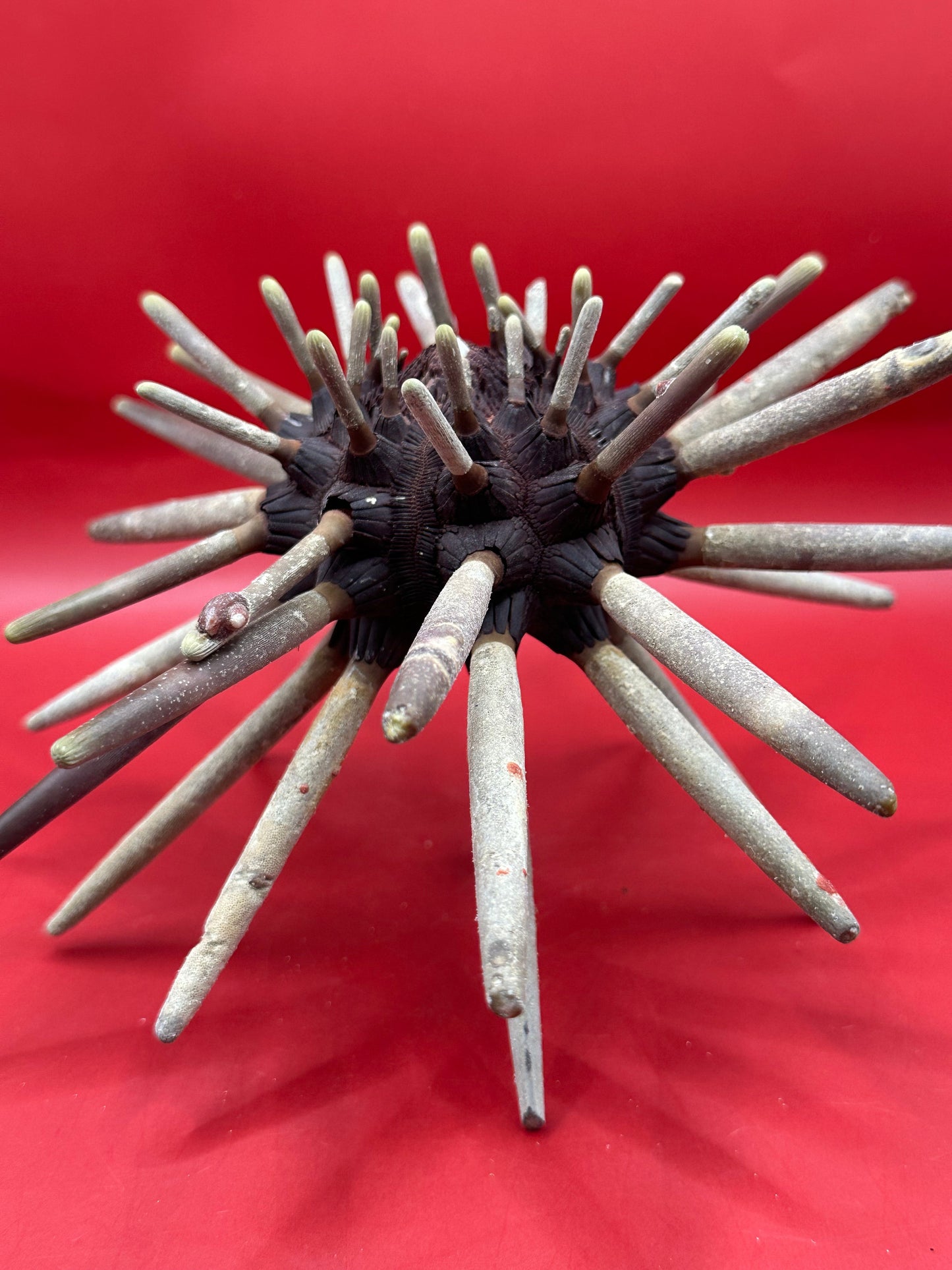 Club Urchin with Spines – Phyllacanthus parvispinus, 9"
