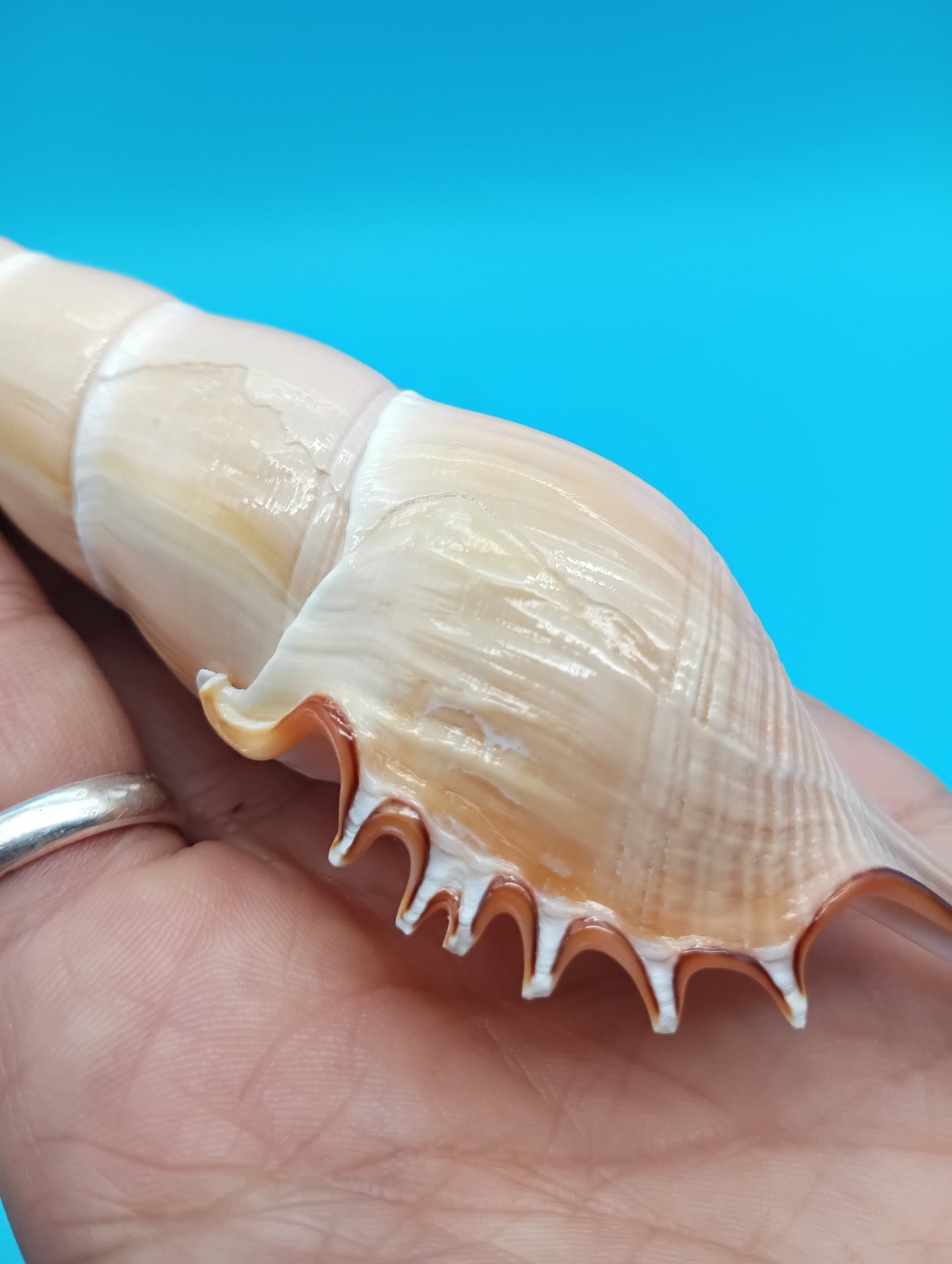 Large Shinbone Tibia Shell Display – Coastal Home Decor Specimen (Tibia fusus) 9"