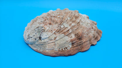 Large Red Abalone Shell – Iridescent Display Shell 8"