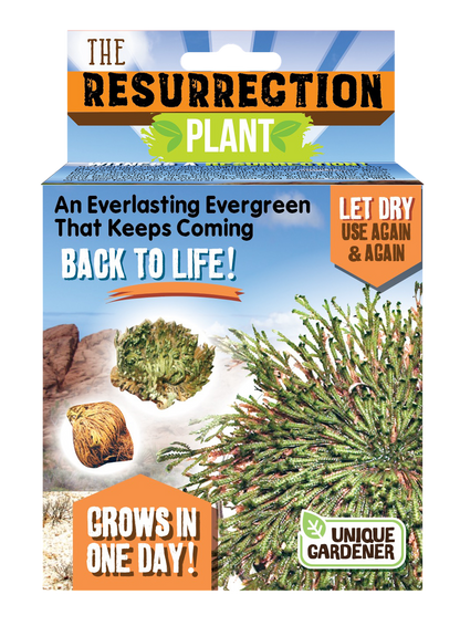 Resurrection Plant -  Multipack of 3